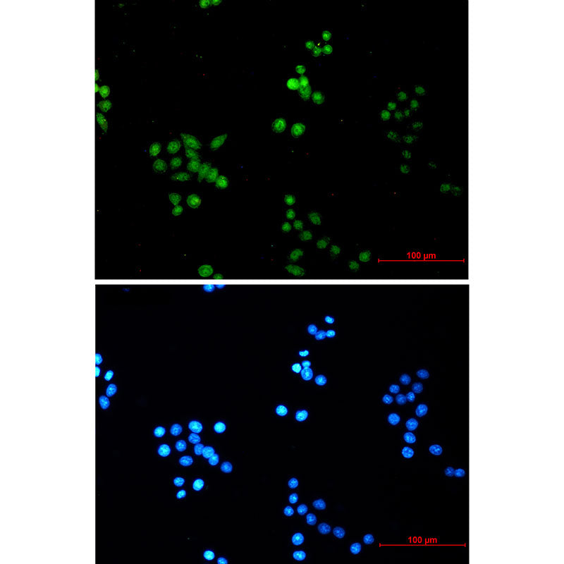 COPS8 Rabbit Monoclonal Antibody