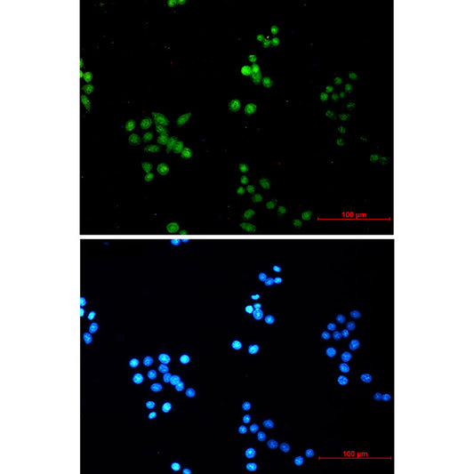 COPS8 Rabbit Monoclonal Antibody