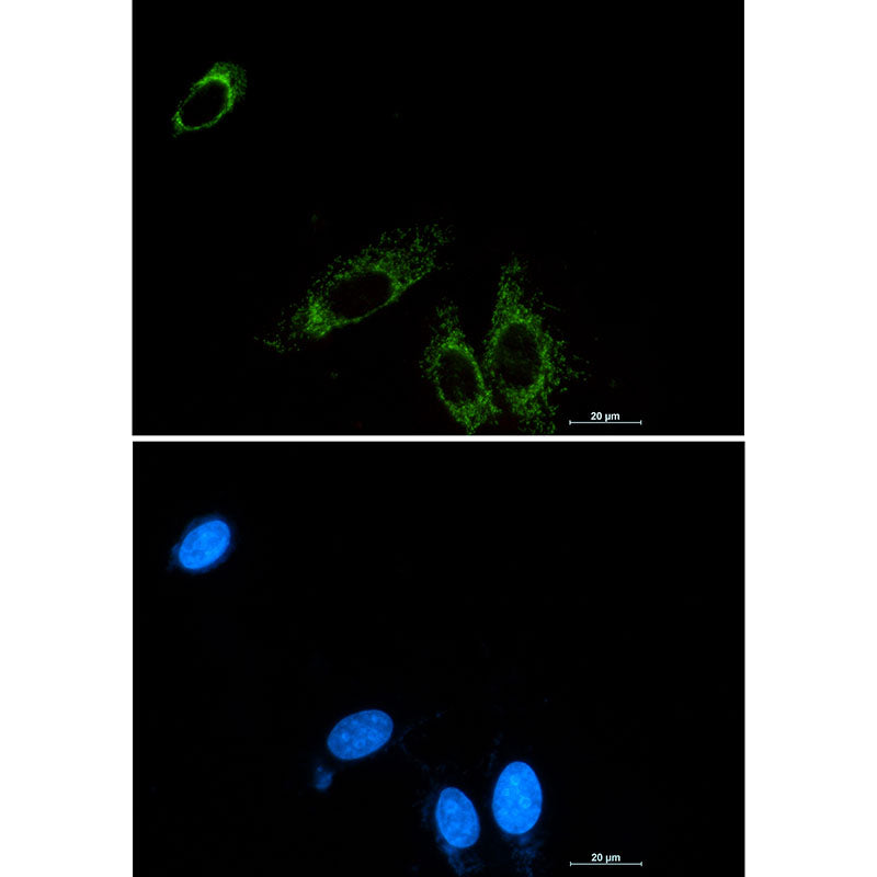 P2Y6 Rabbit Monoclonal Antibody