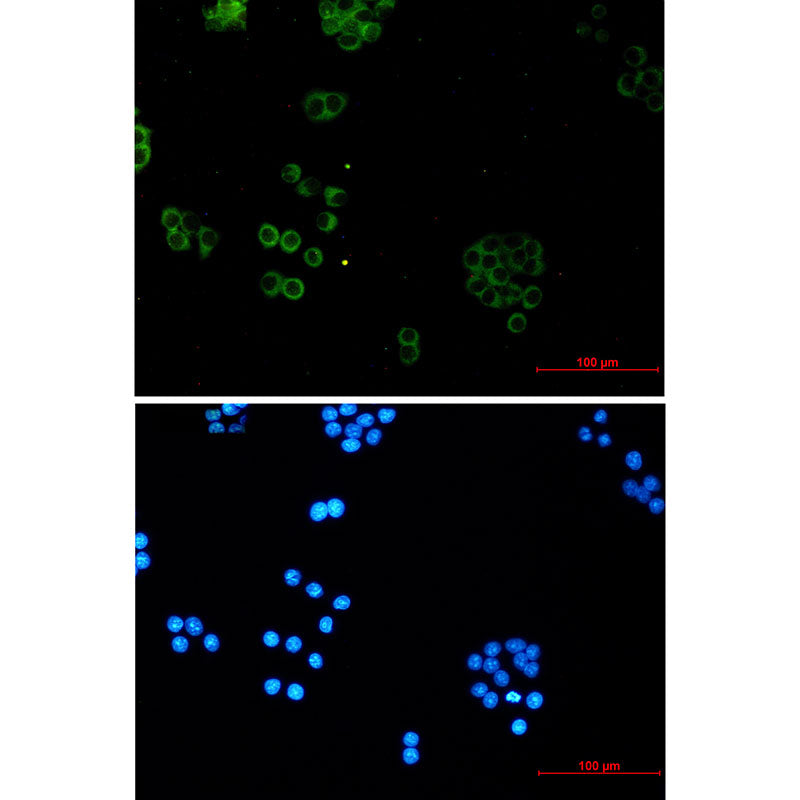SNX5 Rabbit Monoclonal Antibody