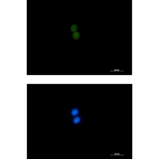 ASH2L Rabbit Monoclonal Antibody