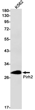 Pirh2 Rabbit Monoclonal Antibody