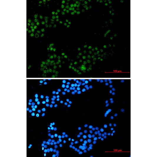 CRTC3 Rabbit Monoclonal Antibody