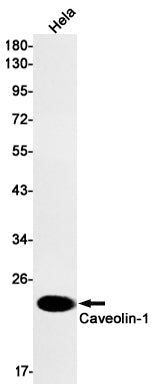 Caveolin 1 Rabbit Monoclonal Antibody