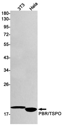 PBR Rabbit Monoclonal Antibody