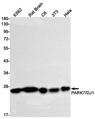 PARK7/DJ1 Rabbit Monoclonal Antibody