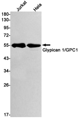 Glypican 1 Rabbit Monoclonal Antibody