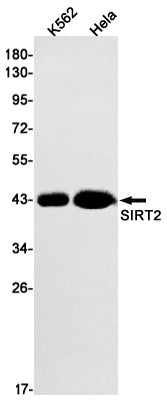 SIRT2 Rabbit Monoclonal Antibody