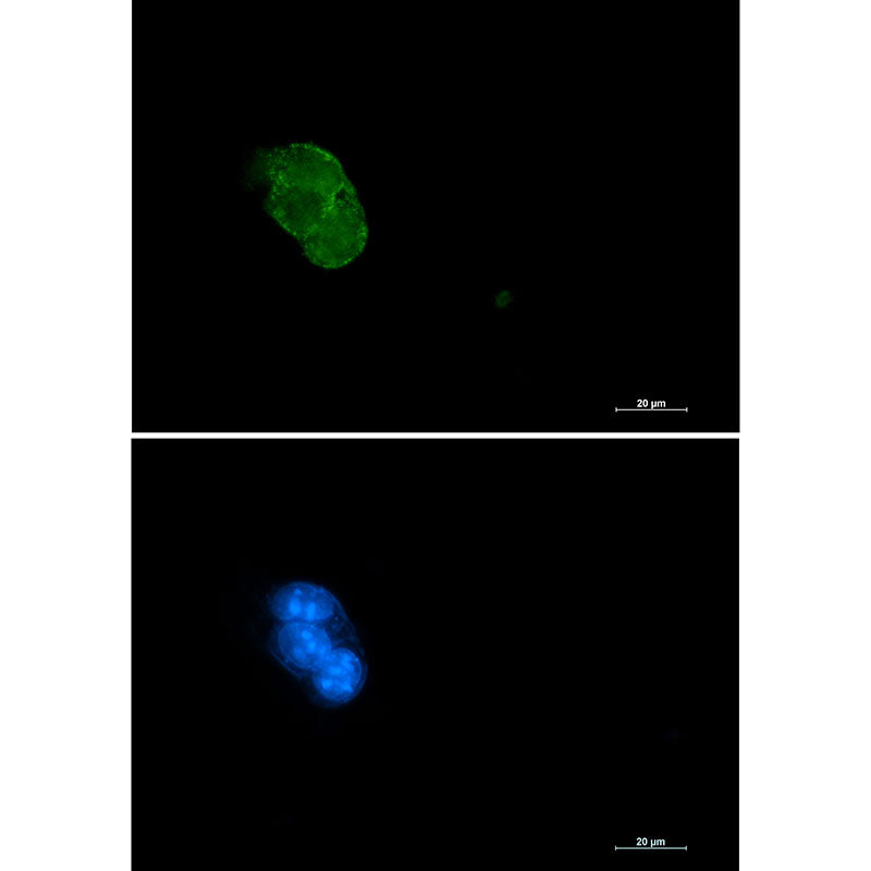 Caspase 3 Rabbit Monoclonal Antibody