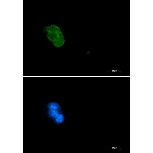 Caspase 3 Rabbit Monoclonal Antibody