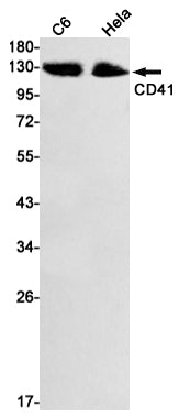 Integrin alpha IIb Rabbit Monoclonal Antibody
