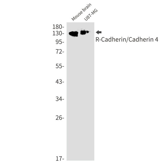 R Cadherin Rabbit Monoclonal Antibody