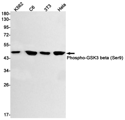 Phospho-GSK3 beta (Ser9) Rabbit Monoclonal Antibody