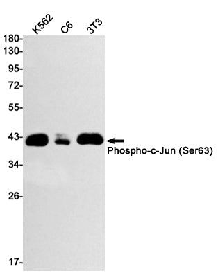 Phospho-c-Jun (Ser63) Rabbit Monoclonal Antibody
