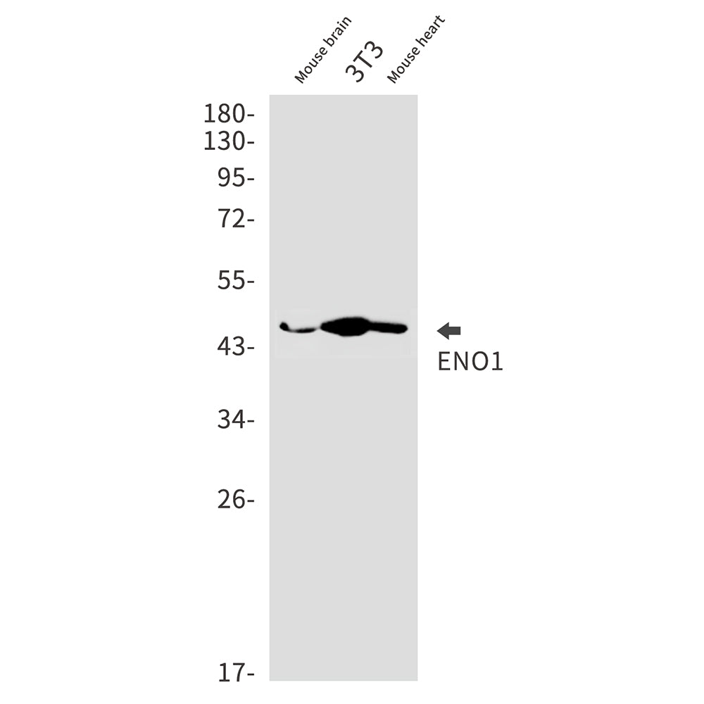 ENO1 Rabbit Monoclonal Antibody