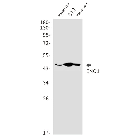 ENO1 Rabbit Monoclonal Antibody
