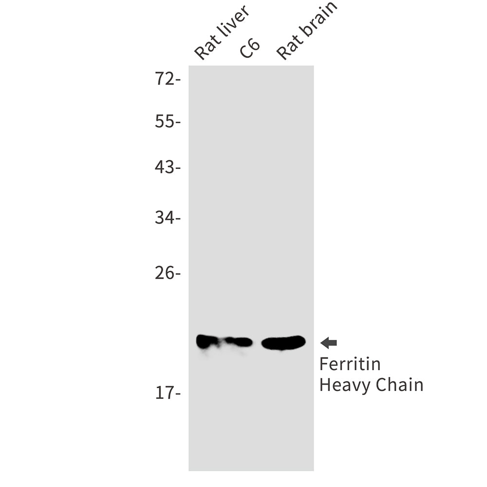 Ferritin Heavy Chain Rabbit Monoclonal Antibody