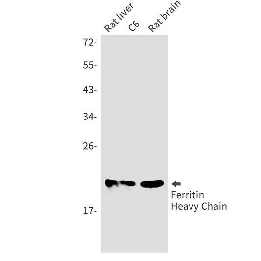 Ferritin Heavy Chain Rabbit Monoclonal Antibody