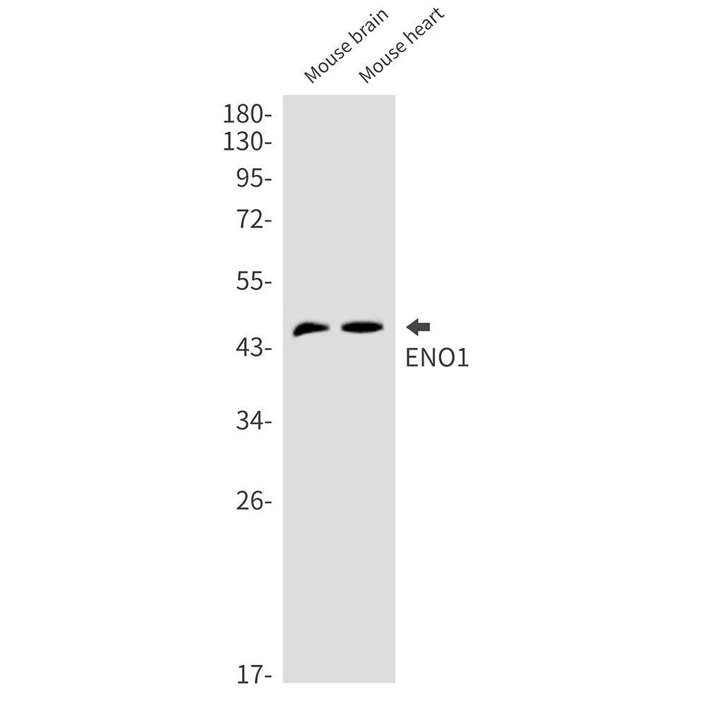 ENO1 Rabbit Monoclonal Antibody