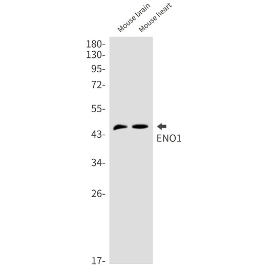 ENO1 Rabbit Monoclonal Antibody
