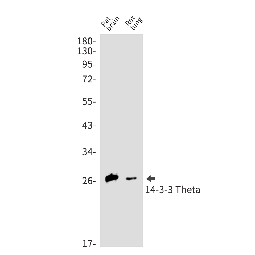 14-3-3 theta Rabbit Monoclonal Antibody