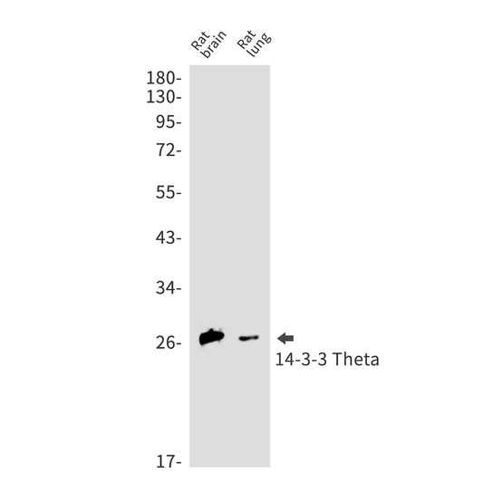 14-3-3 theta Rabbit Monoclonal Antibody