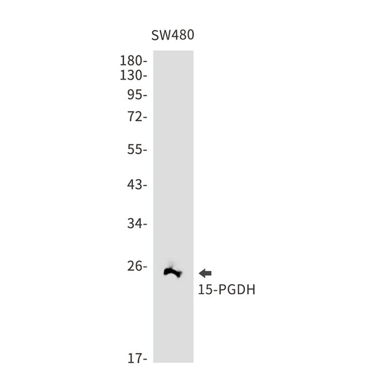 15 PGDH Rabbit Monoclonal Antibody