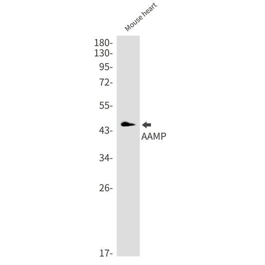 AAMP Rabbit Monoclonal Antibody