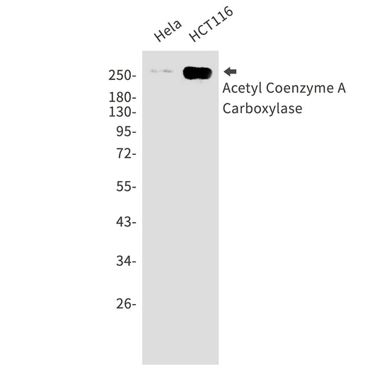 Acetyl Coenzyme A Carboxylase Rabbit Monoclonal Antibody