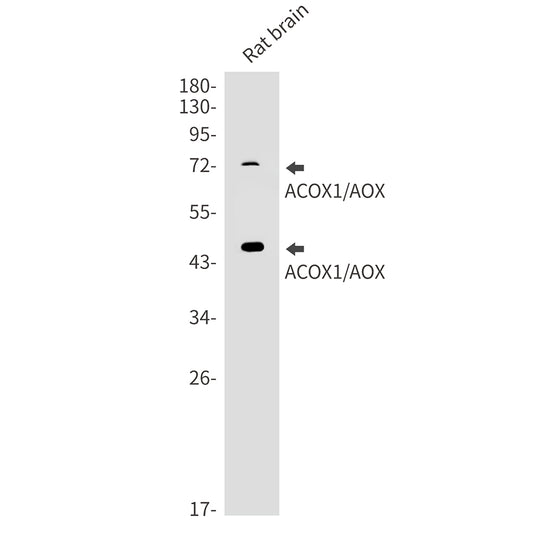 ACOX1 Rabbit Monoclonal Antibody