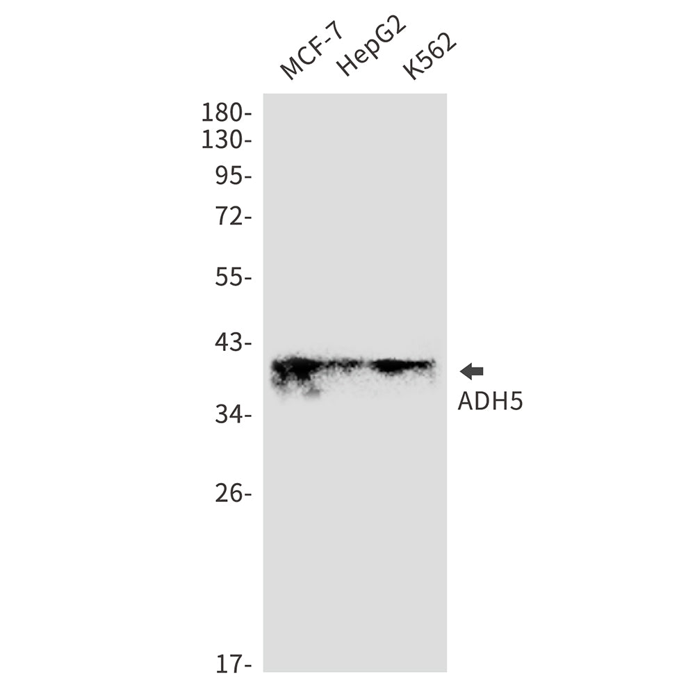 ADH5 Rabbit Monoclonal Antibody