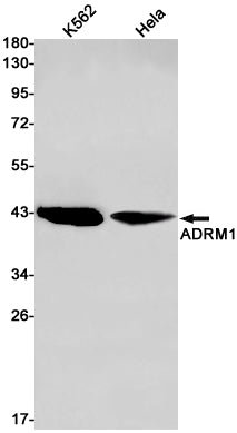 ADRM1 Rabbit Monoclonal Antibody