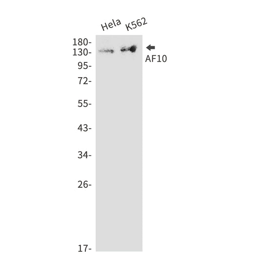 AF10 Rabbit Monoclonal Antibody