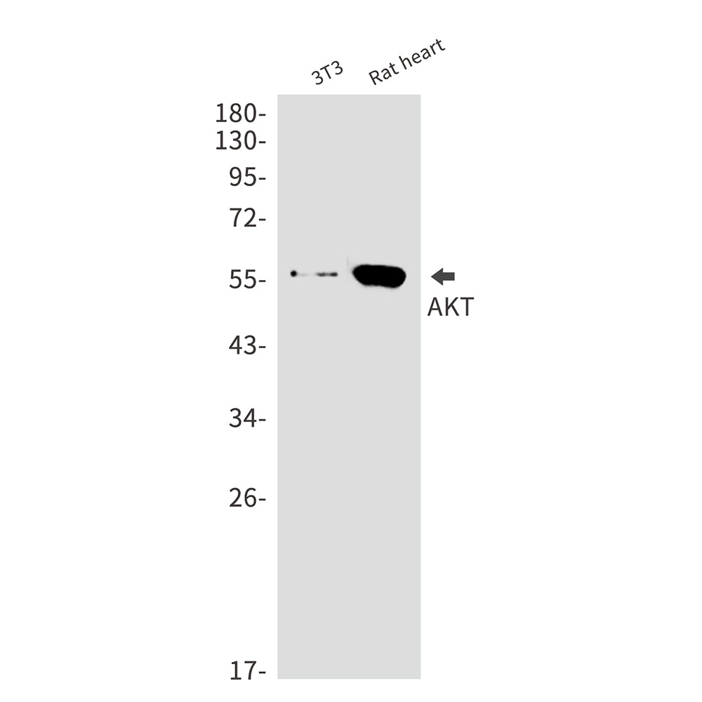 AKT Rabbit Monoclonal Antibody