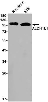 ALDH1L1 Rabbit Monoclonal Antibody