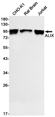 ALIX Rabbit Monoclonal Antibody