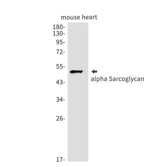 alpha Sarcoglycan Rabbit Monoclonal Antibody
