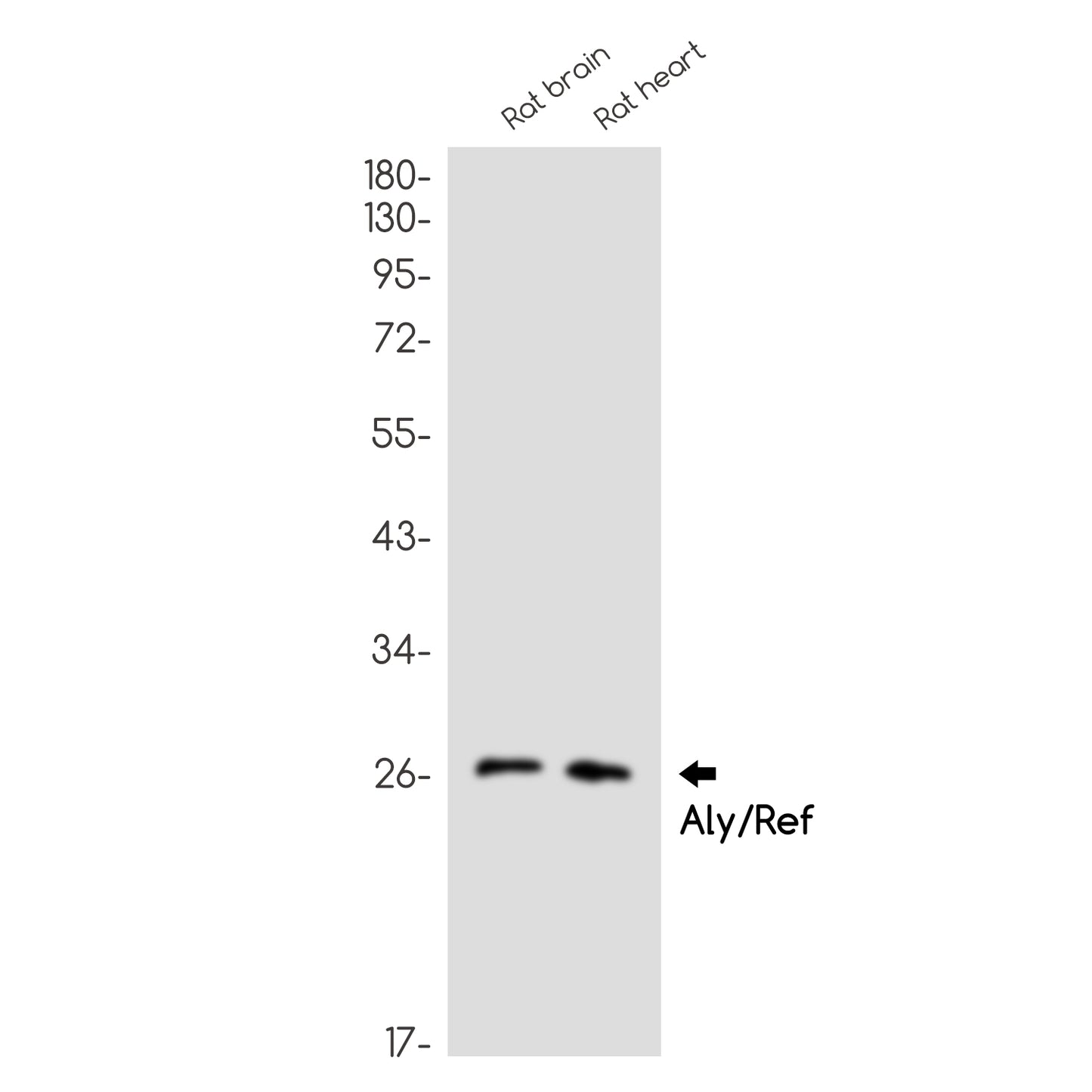 Aly Rabbit Monoclonal Antibody
