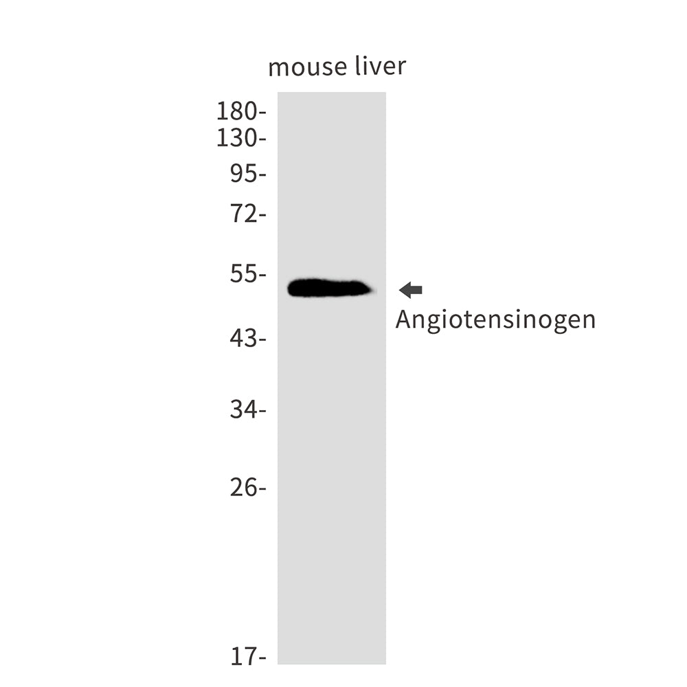 Angiotensinogen Rabbit Monoclonal Antibody