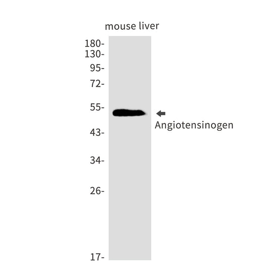 Angiotensinogen Rabbit Monoclonal Antibody