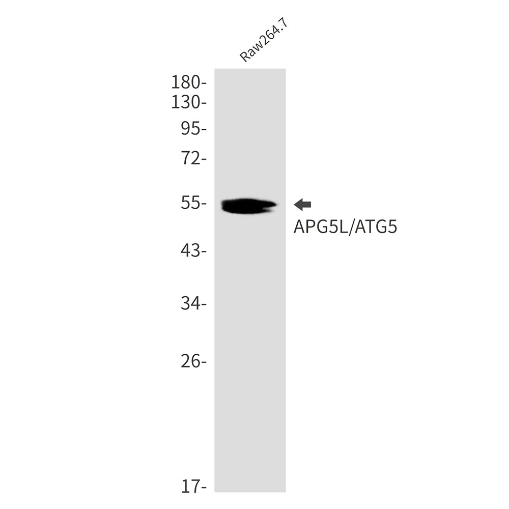 APG5L Rabbit Monoclonal Antibody