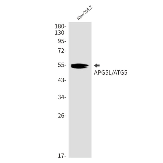 APG5L Rabbit Monoclonal Antibody