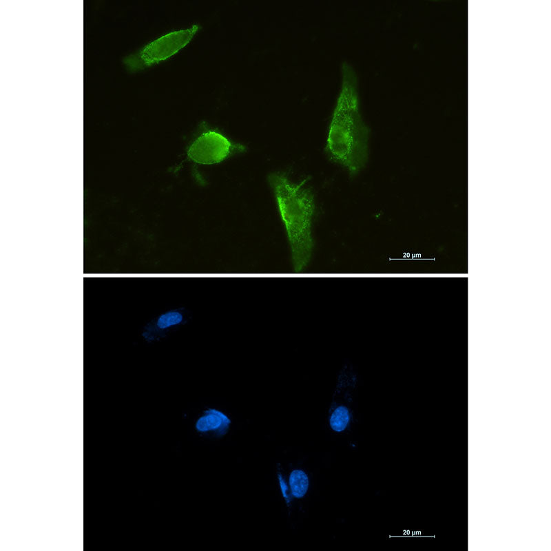 Aprataxin Rabbit Monoclonal Antibody