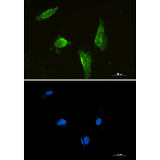 Aprataxin Rabbit Monoclonal Antibody