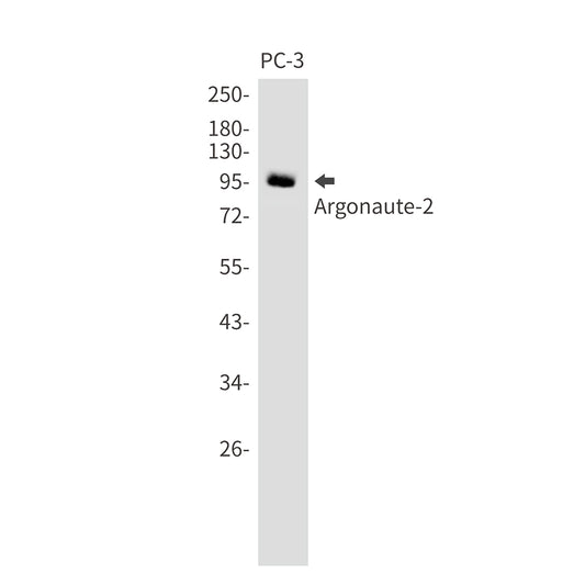 Argonaute 2 Rabbit Monoclonal Antibody