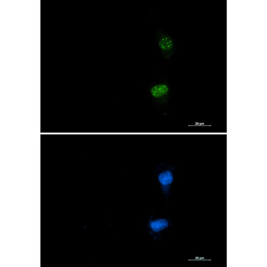 Phospho-ATF2 (Thr71) Rabbit Monoclonal Antibody