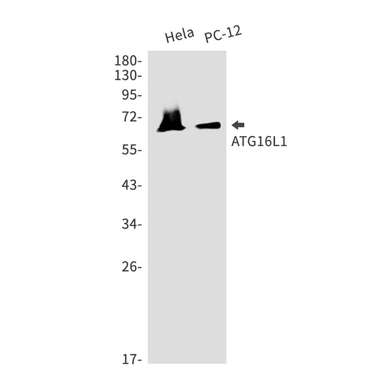 ATG16L1 Rabbit Monoclonal Antibody