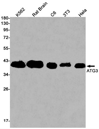 ATG3 Rabbit Monoclonal Antibody