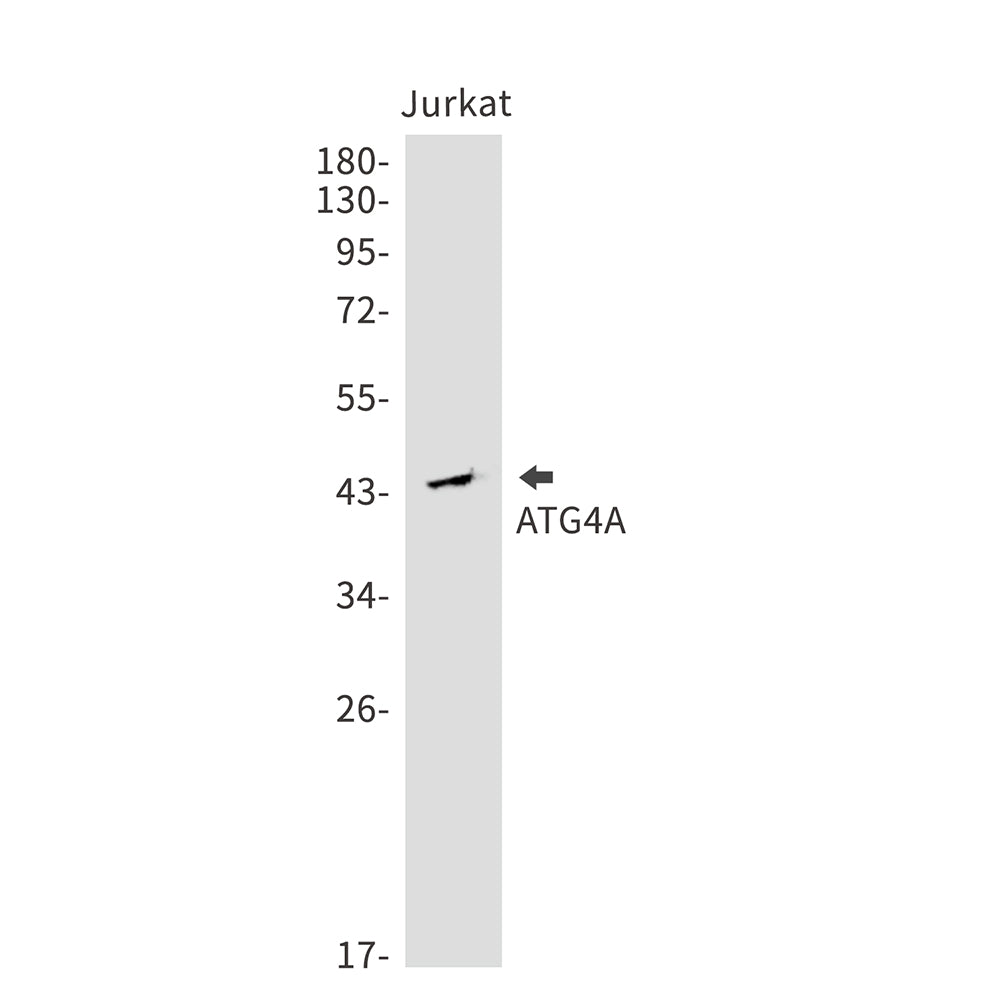 ATG4A Rabbit Monoclonal Antibody