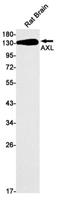 AXL Rabbit Monoclonal Antibody